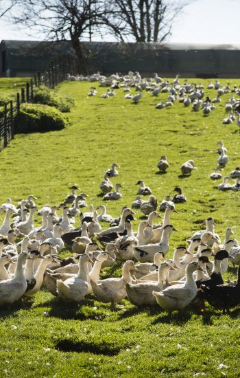 Oie ou Canard, quelles différences ? On vous dit tout !