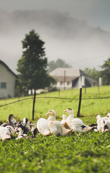 Différences foie gras oie / canard