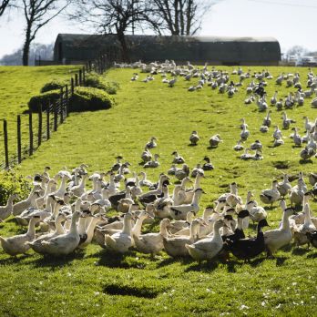 Oie ou Canard, quelles différences ? On vous dit tout !