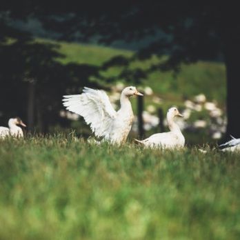 Élevage de canard en plein air : les bonnes pratiques et astuces