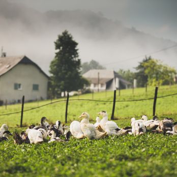 Différences foie gras oie / canard